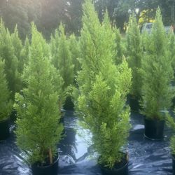 Lemon Cypress 🔥🔥🔥🔥🔥