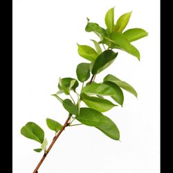 Young Pear Trees 