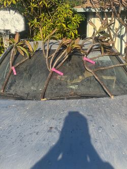Hilo plumeria cuttings. A few left. Starting at $30