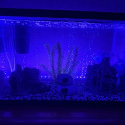 20 Gallon Aquarium