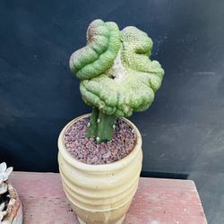 Euphorbia Obesa Crest Cactus Imported