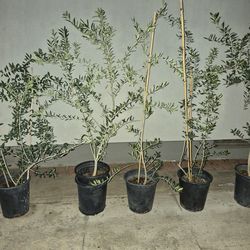 Arbaquina  olive trees