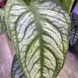 Siltepecana Monstera Plant Big Leaves With Moss Pole