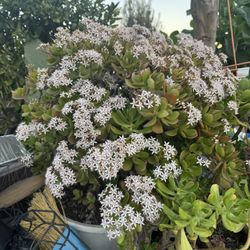 Big Plant For Sale $35 Each.