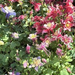 🌸 Elegant Columbine (Aquilegia) – Graceful Blooms with Meaning!