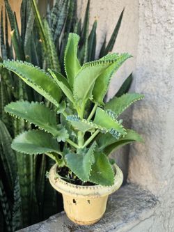 Mother of Thousands  Mexican Hat Plant Kalanchoe Succulent