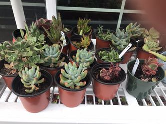 Succulents of variety