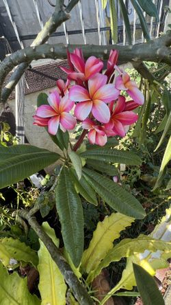 Rainbow Plumeria