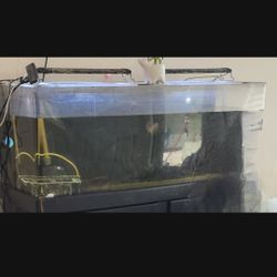 Fish Tank 