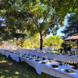 Champagne Glass Cups