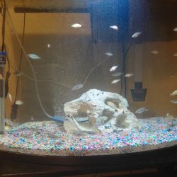 Fish Tank 