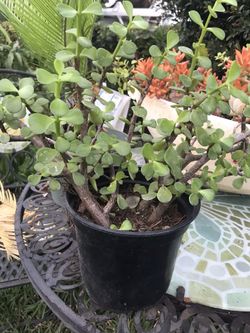 Planta de el dinero chica