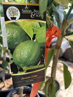 Lemon , Lime, Orange , We Are Located In Buda Tx .