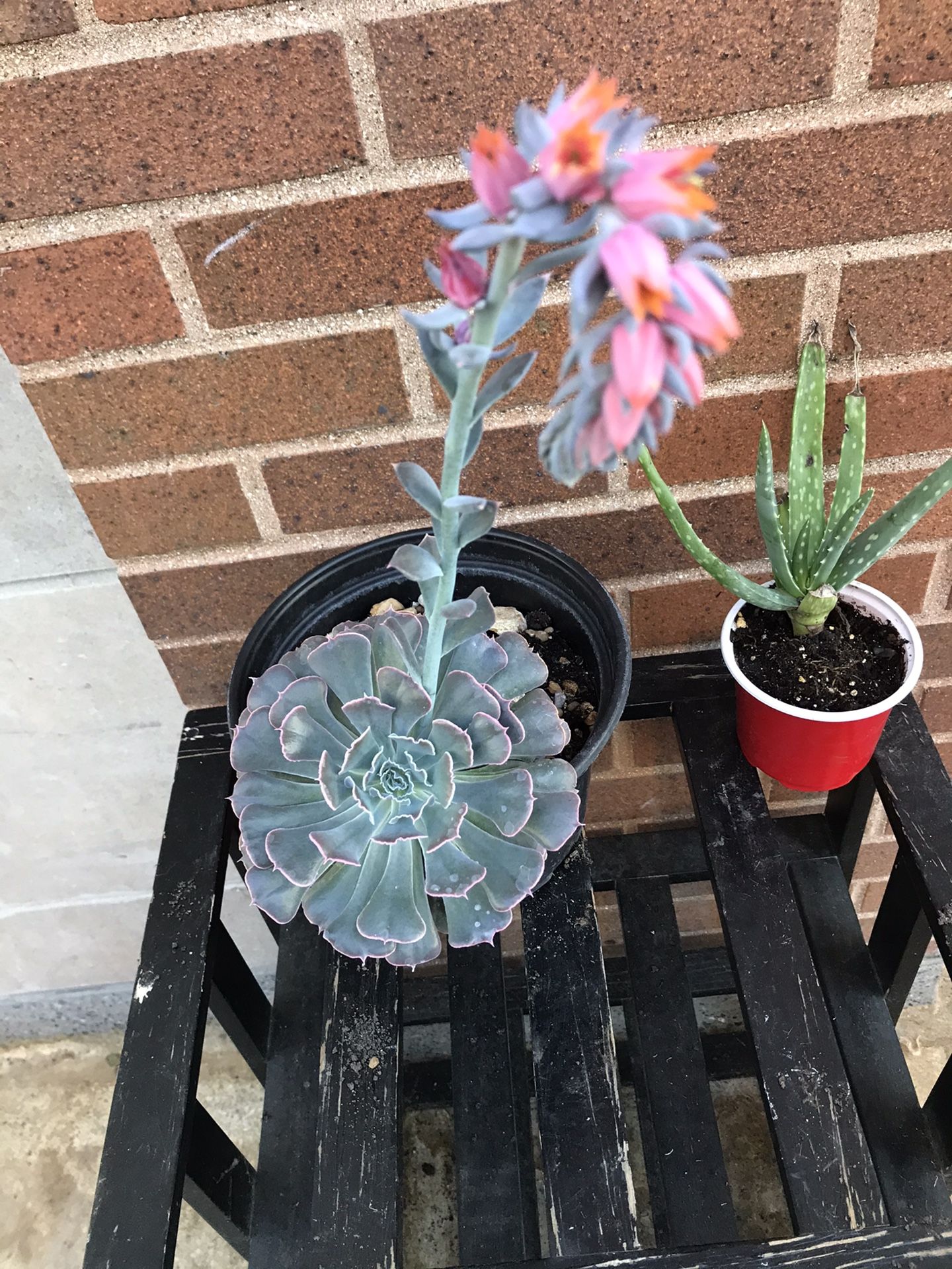 Beautiful succulent plants 🌱 with really flowers 🌸 pot 8 inches