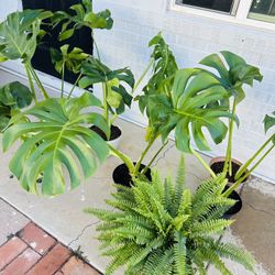 Plants For Sale 20 Each 