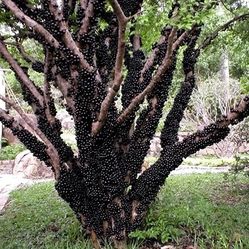 Jabuticaba