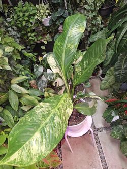 Dieffenbachia Big Ben Variegated 