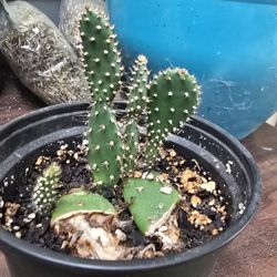 Prickly Pear Cactus