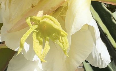 High quality Dragon Fruit Pollen for Sale