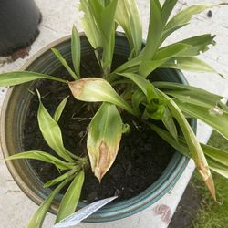Speirantha convallarioides Plants In Glazed Ceramic Pot With Drainage