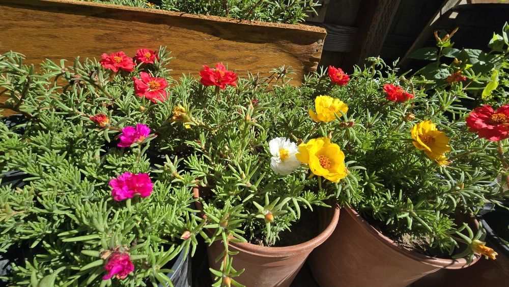 Portulaca Plants For Sale 1Gal