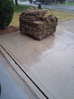 Bermuda Sod