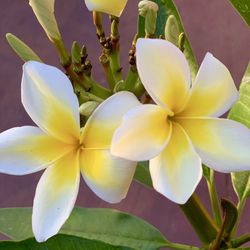 Plumeria