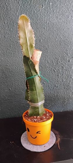Straphocactus Wittii
