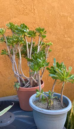 Plants