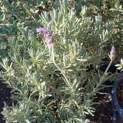 Lavender 🪻 Plants.