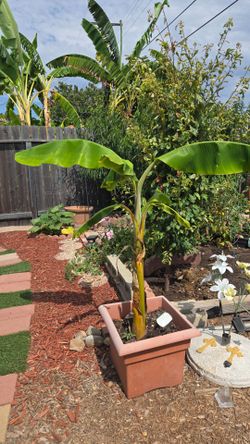 FRUITING Banana tree 4' TALL, 7 GAL POT
