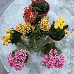 MULTICOLORED CALANHOE PLANTS WITH POTS FOR SALE 