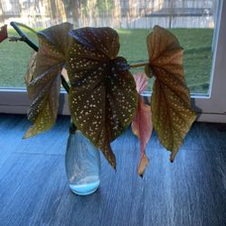 Angel Wing Begonia 