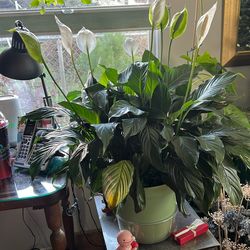 Peace lily mini air purifying Flowers White