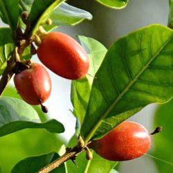 The Miracle Berry Plant (Synsepalum dulcificum) 3 years old plant 3 yrs old in7 gallons in” pot 