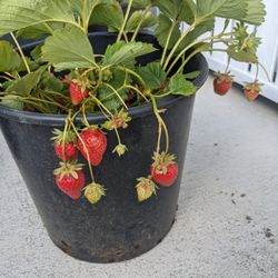 Strawberry Plants
