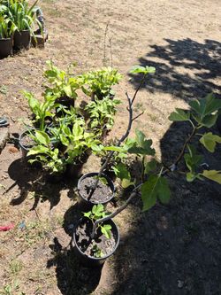 14  diferent plants 1 price for all 14 plants