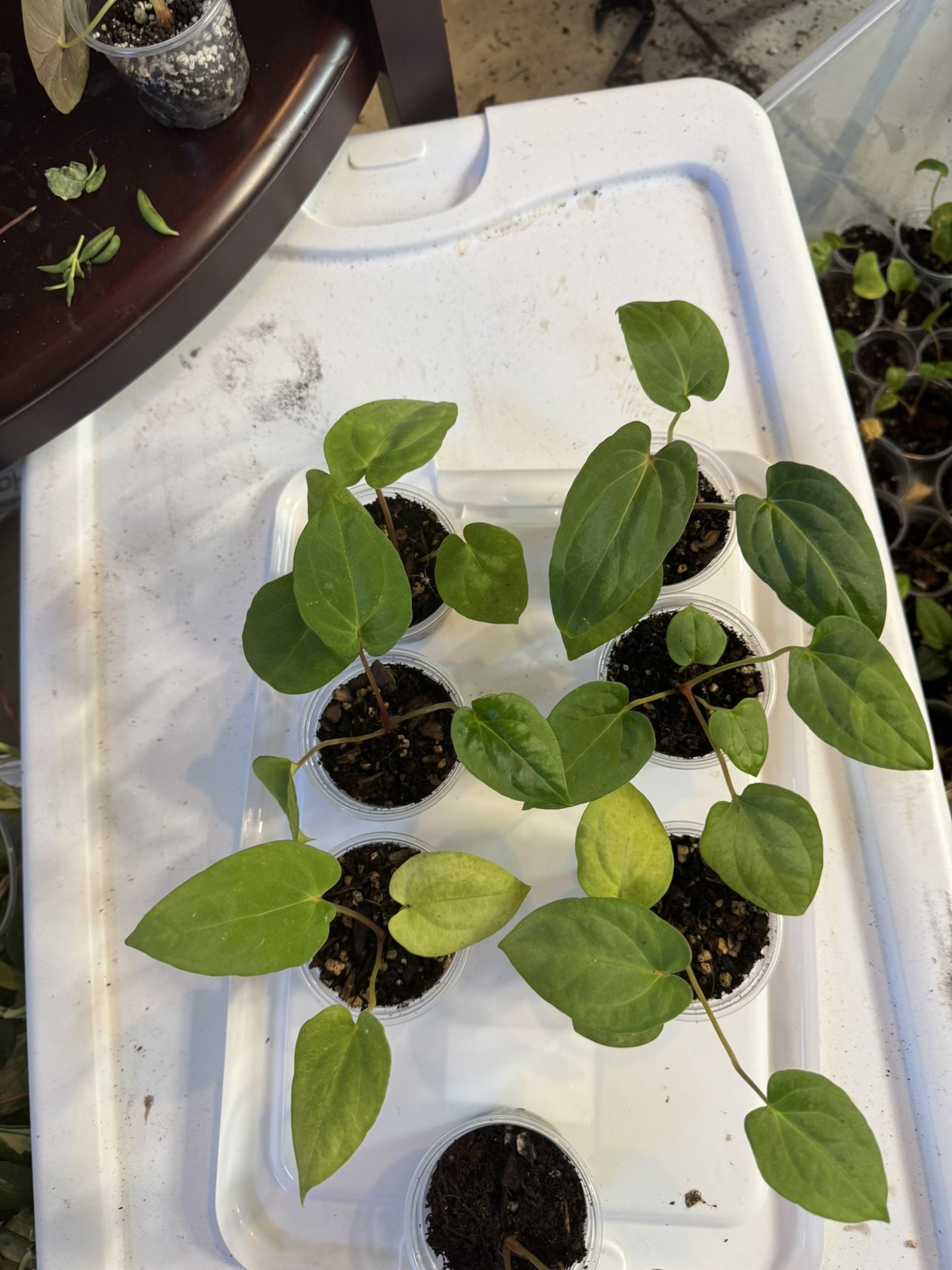 Anthurium RLFSxCarla X Dark Phoenixxdress RGf2