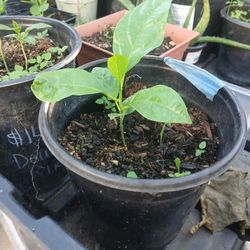 Passion Fruit Plants