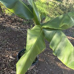 Banana Trees In 15 Gallon 