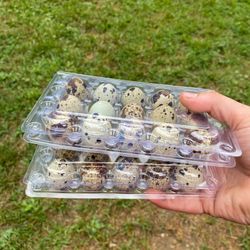 Fresh Jumbo Quail Eggs