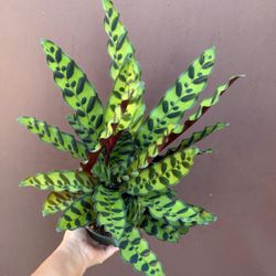 6” rattlesnake calathea 