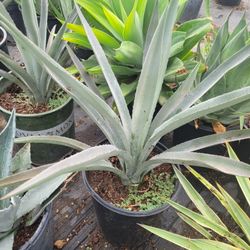 agave bue Tequila