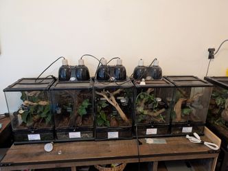 4 bioactive lizard tanks
