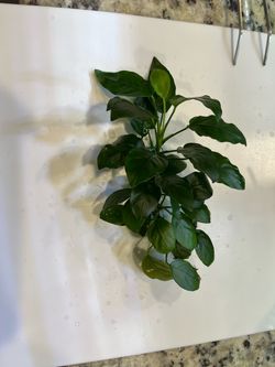 Aquarium plant - Anubia Nana