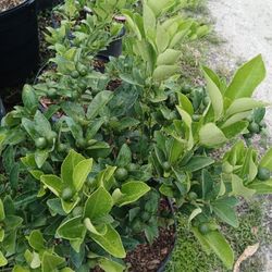 citrus plants on sale now from $50
