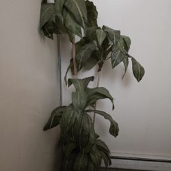Artificial Plant