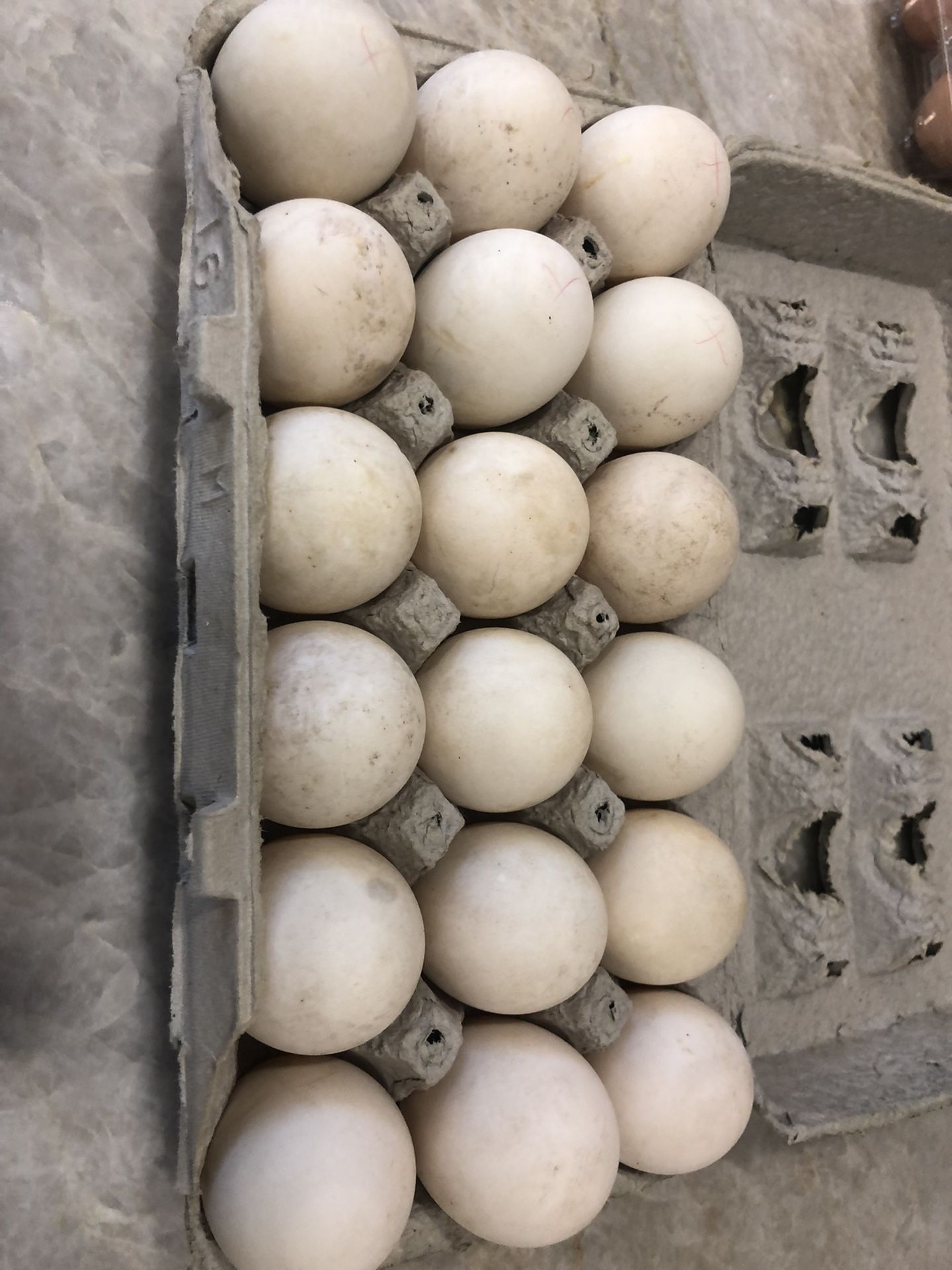 Fertilized Duck Eggs