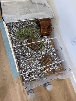 Free guinea pig cage