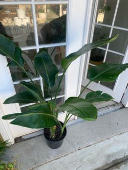 Bird of paradise plants